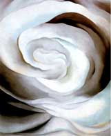 Abstraction White Rose